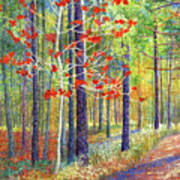 Splash Of Red- Autumn Leaves Poster