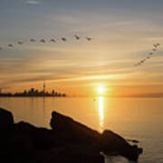 Splendid Sunrise With Birds - Toronto Skyline With Free Flying Cormorants Poster