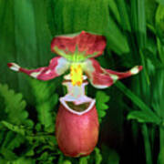 Spotted Ladyslipper Orchid Ala Poster