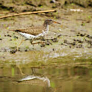 Spotted Sandpiper Poster