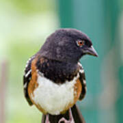Spotted Towhee Eyelashes Poster