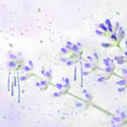 Sprigs Of Lavender Botanical Watercolor Painting Poster