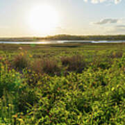 Spring Afternoon In The Marsh Panorama Poster