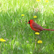 Spring Cardinal Poster