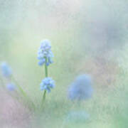 Spring Ephemeral With Texture - Muscari Poster