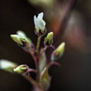 Spring Flowers Buds - White Poster