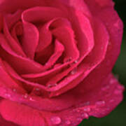 Spring Morning In The Rose Garden Poster