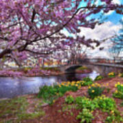 Spring On The Esplanade - Boston, Ma. Poster