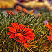 Spring Orange Flowers Poster