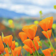 Spring Poppies Walker Canyon Poster