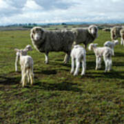 Springtime Babies - High Country Sheep Muster, South Island, New Zealand Poster