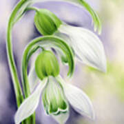 Spring Snowdrops On Purple Poster