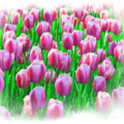 Spring Tulips Poster