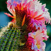 Springtime Cactus Poster