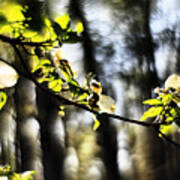 Dogwood Blossoms By A Forest - A Springtime Impression Poster