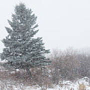 Spruce Tree On A Snowy Day Poster
