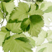 Squared Berry Leaves Ii Poster