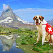 St. Bernard Dog In Switzerland Poster
