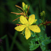 St. Johns Wort Poster