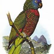 St Lucia Amazon Parrot Poster