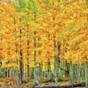 Stand Of Aspens-digital Art Poster