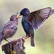 Starlings Poster