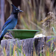 Stellar's Jay At Lunch Poster