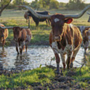 Sterling, Our Longhorn Cow Leading The Herd Across The Creek Poster