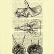 Sterrholophus And Triceratops Skulls Poster