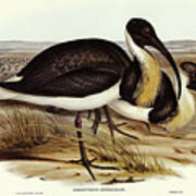 Straw-necked Ibis, Geronticus Spinicollis Poster