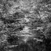 Stream In The Smoky Mountains Autumn Black And White Poster