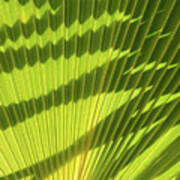Structure Of Green Palm Leaf With Shadows 1 Poster