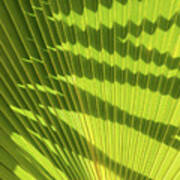 Structure Of Green Palm Leaf With Shadows 2 Poster