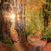 Stunning Autumn Forest Road At Sunrise In Norfolk Poster