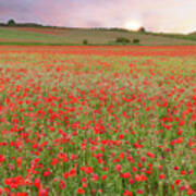 Norfolk Poppy Fields At Sunrise In England Poster