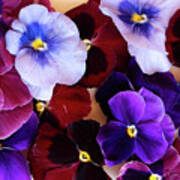 Styled Pansies Poster
