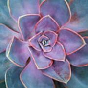 Succulent Detail Botanical Wall Art Pl10400 Poster