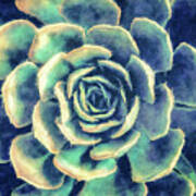 Succulent Plant Poster