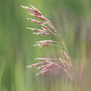 Summer Hay Seeds Poster