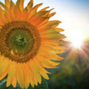 Summer Sunflower Poster