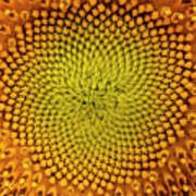 Sunflower Abstract Poster