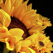 Sunflower Bouquet Poster