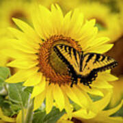 Sunflower Butterfly - Yellow On Yellow Poster