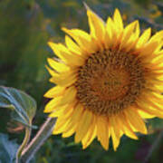 Sunflower - Facing East Poster