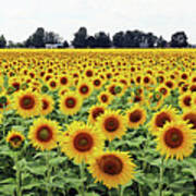 Sunflower Field  9464 Poster