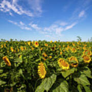 Sunflower Field Poster