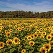 Sunflower Field Poster