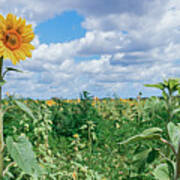 Sunflower Field Panorama Poster