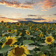 Sunflower Fields Forever Poster