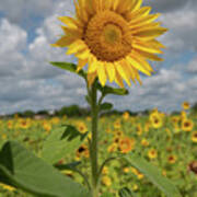 Sunflower In Field Poster